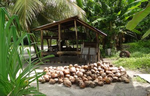 Arno copra shed. Photo: Karen Earnshaw