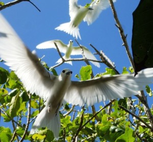 Uninhabited Rongerik is a wonderful rookery. Photo: SV Mahili