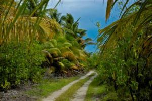 The main road on Bikini Atoll.