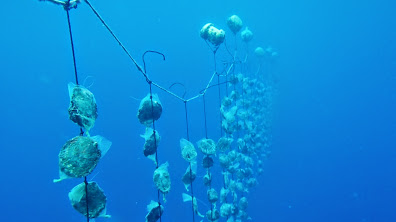 Scenes of the Namdrik Pearl Farm 10. Photo Matt Zackhras