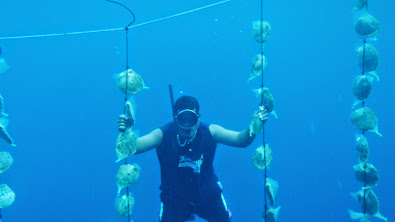 Scenes of the Namdrik Pearl Farm 11. Photo Matt Zackhras