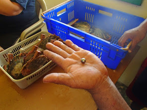 Scenes of the Namdrik Pearl Farm 14. Photo Matt Zackhras