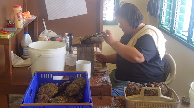 Scenes of the Namdrik Pearl Farm 8. Photo Matt Zackhras