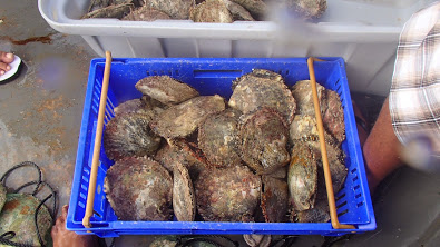 Scenes of the Namdrik Pearl Farm 9. Photo Matt Zackhras