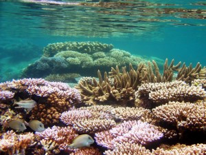 A coral garden in Majuro lagoon. Photo: Dean Jacobson