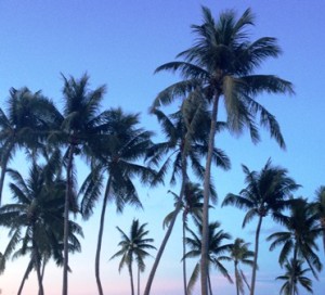 Palm trees at sunset in Majuro. Photo: Karen Earnshaw