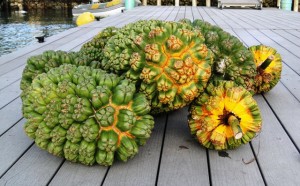 Pananus fruit awaiting collection on the Shoreline dock. Photo: Karen Earnshaw