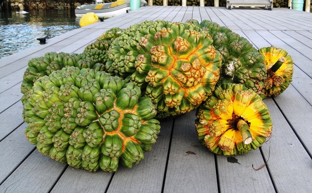 Pananus fruit awaiting collection on the Shoreline dock. Photo: Karen Earnshaw