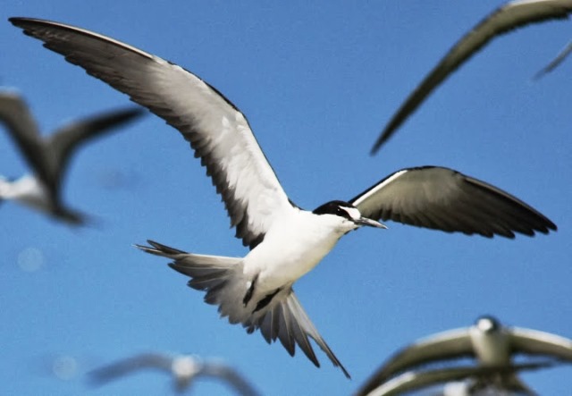 A soaring beauty on Taka. A sooty tern perched on a palm front. John and Sally-Anne Potter, SY Capall Mara