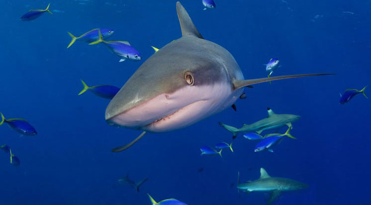 A gray shark in the Marshall Islands. Photo: Shawn Heinrichs