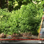 The Marshall Islands movie Zori gives you an insight into villages of Majuro