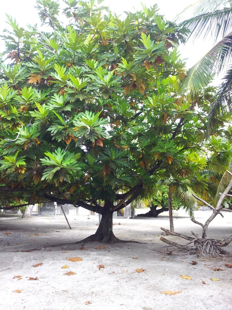 A broad, leafy breadfruit (mā) tree shading a sandy clearing on Wotho Atoll, with coconut palms behind