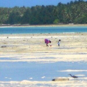 Looking for food at low tide at Lae. Photo: Will Lathrop