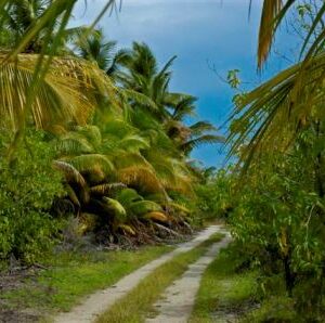The main road on Bikini Atoll.
