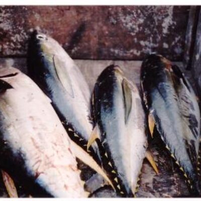 Mejit's fisherfolk have been busy. Photo: Tamara Greenstone Alefaio