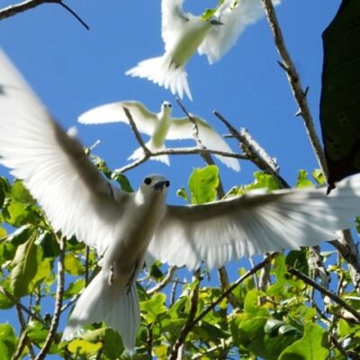 Uninhabited Rongerik is a wonderful rookery. Photo: SV Mahili