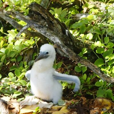 A chick sits unscared in the bush on Rongerik. Photo: SV Mahili