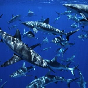 Sharks at Bikini Atoll