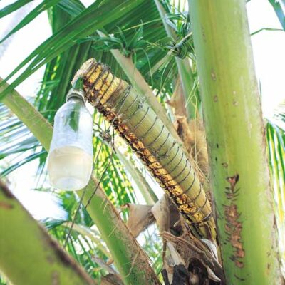 Toddy being made on Jaluit Atoll. Photo Marshall Islands Visitors Authority