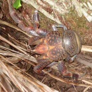 A coconut crab on Ailinginae Atoll.