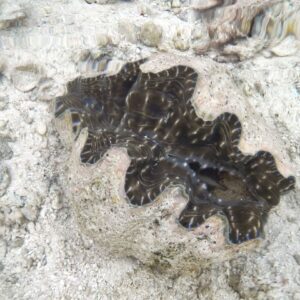 One of many, many clams at Bikar Atoll. Photo: David Kane