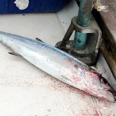 The fish that flew onto Seal's deck. Photo: Karen Earnshaw