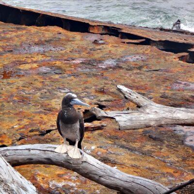 The rescued bird sits on a log on the wreck of the Marshall Islander. Photo: Nicky deBrum.