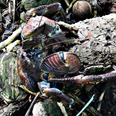 A mult-colored coconut crab on Jemo Island. Photo: NIcky deBrum.