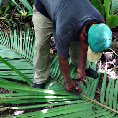 A Likiep guy begins to prepare a protective basket for a coconut crab. Photo: Nicky deBrum.