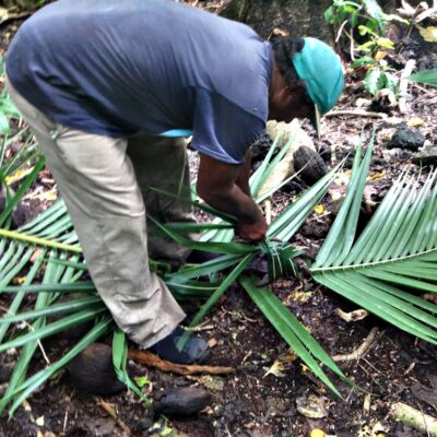 Wrapping the individual fronds around the coconut crab. Photo: Nicky deBrum.