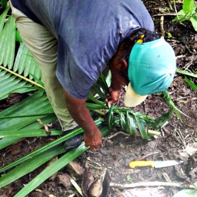 Continuing to braid the fronds to make a basket for a coconut crab on Jemo Island. Photo: Nicky deBrum.