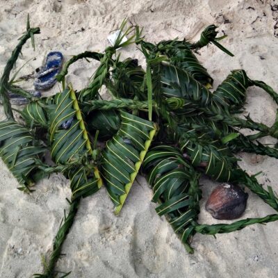 A bundle of coconut crabs in their protective baskets on Jemo Island. Photo: Nicky deBrum.