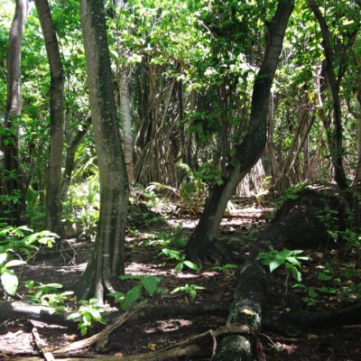 Healthy vegetation and trees on Jemo Island. Photo: Nicky deBrum.