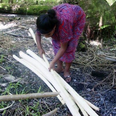Namdrik's Mauna Gideon harvest hibiscus stems for use in handicrafts. Photo: USP