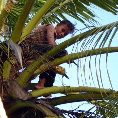 A young lad in a tree on Namu. Photo: Rixzene Ayers