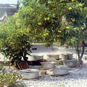 Rain catchers outside a Majuro house in the 1970s.