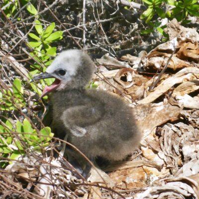 A chick on Rongelap Atoll. Photo: Lanny and Ginger of SwiftSure
