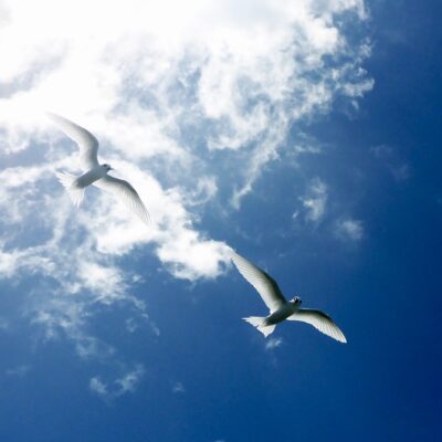 Birds soar above a Rongelap beach. Photo: Lanny and Ginger SwiftSure