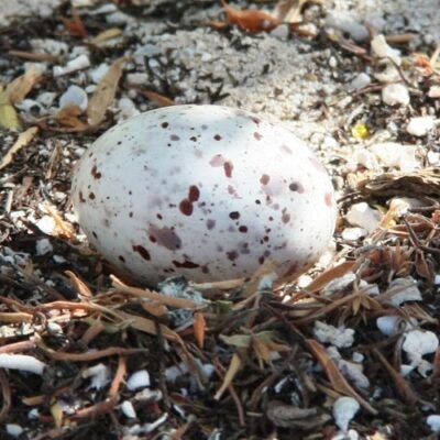 taka egg