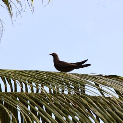 A sooty tern perched on a palm front. John and Sally-Anne Potter, SY Capall Mara