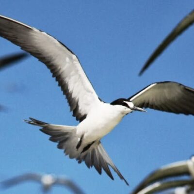 A soaring beauty on Taka. A sooty tern perched on a palm front. John and Sally-Anne Potter, SY Capall Mara