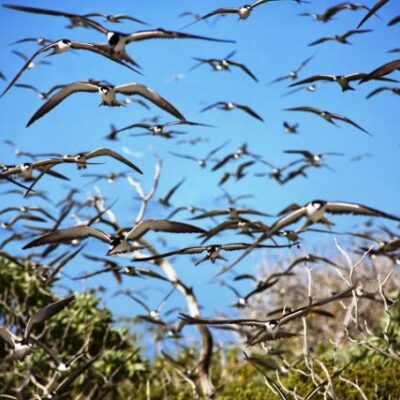 Is it a flock ... or a swarm? Birds on Taka. A soaring beauty on Taka. A sooty tern perched on a palm front. John and Sally-Anne Potter, SY Capall Mara