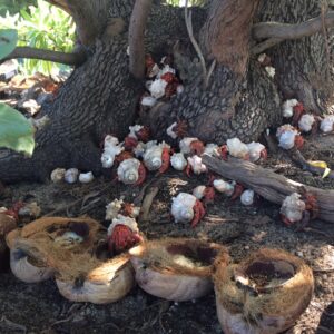 A squad of coconut crabs being looked after near the Wake Island water plant. Photo: Karen Earnshaw