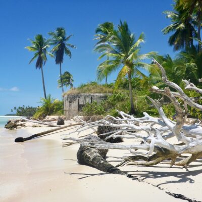 Driftwood and dead palms on Wotje. Photo: Lanny and Ginger on SwiftSure